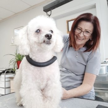 Sue's Canine Designs - Mitzy - Pet Groomers Near Me - Chilliwack, British Columbia