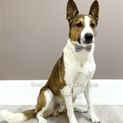 Smiley Harvey Dog Spa - Full grooming for short coated large breed