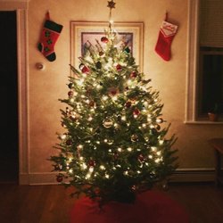 Boston Christmas Trees - Perfect tree!!