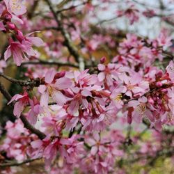 Sylvan Heights Bird Park - Cherry blossoms in February!