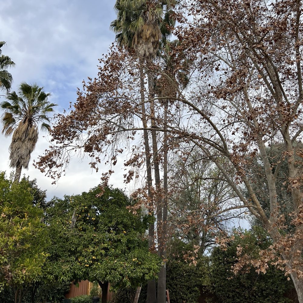 Zenobio Miguel Tree Service - Before - Tree Services Near Me Zenobio Miguel Tree Service - Before - Tree Services Near Me