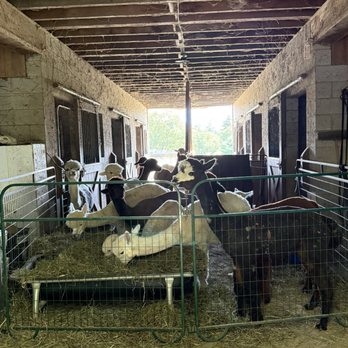 Pohopoco Creek Alpacas - Attraction Farms Near Me - Effort, Pennsylvania Pohopoco Creek Alpacas - Attraction Farms Near Me - Effort, Pennsylvania