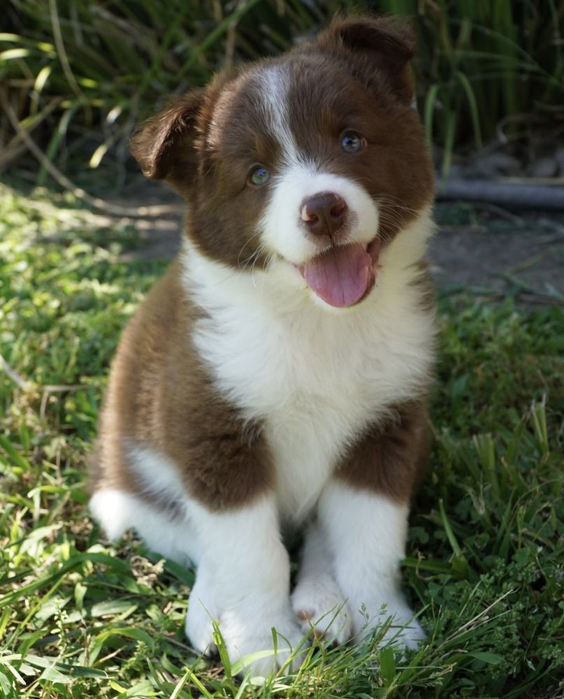 LITTLE RASCALS RESCUE Huntington Park, CA Yelp