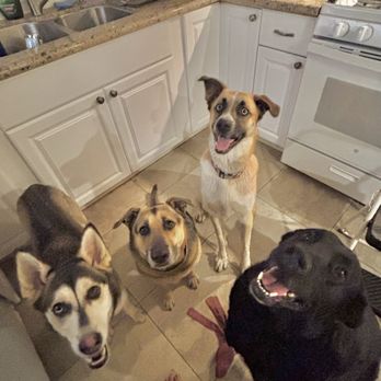 Woof Pack Mama Petsitting - Dog Walkers Near Me Woof Pack Mama Petsitting - Dog Walkers Near Me