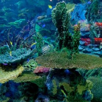 Captive Seas Aquariums - Its possible with Captive Seas Aquariums! - Aquarium Services Near Me - Pompano Beach, Florida Captive Seas Aquariums - Its possible with Captive Seas Aquariums! - Aquarium Services Near Me - Pompano Beach, Florida
