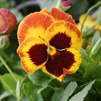 Watkins Nurseries - Fall pansies from our Plant Center - Nurseries & Gardening Near Me - Midlothian, Virginia
