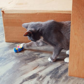 Seattle Meowtropolitan - Themed Cafes Near Me - Seattle, Washington Seattle Meowtropolitan - Themed Cafes Near Me - Seattle, Washington