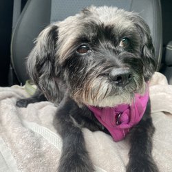 Doggie Styles Grooming Salon - Gracie post grooming!