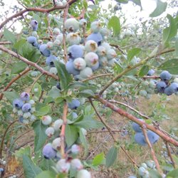 Baumhart Berry Farm
