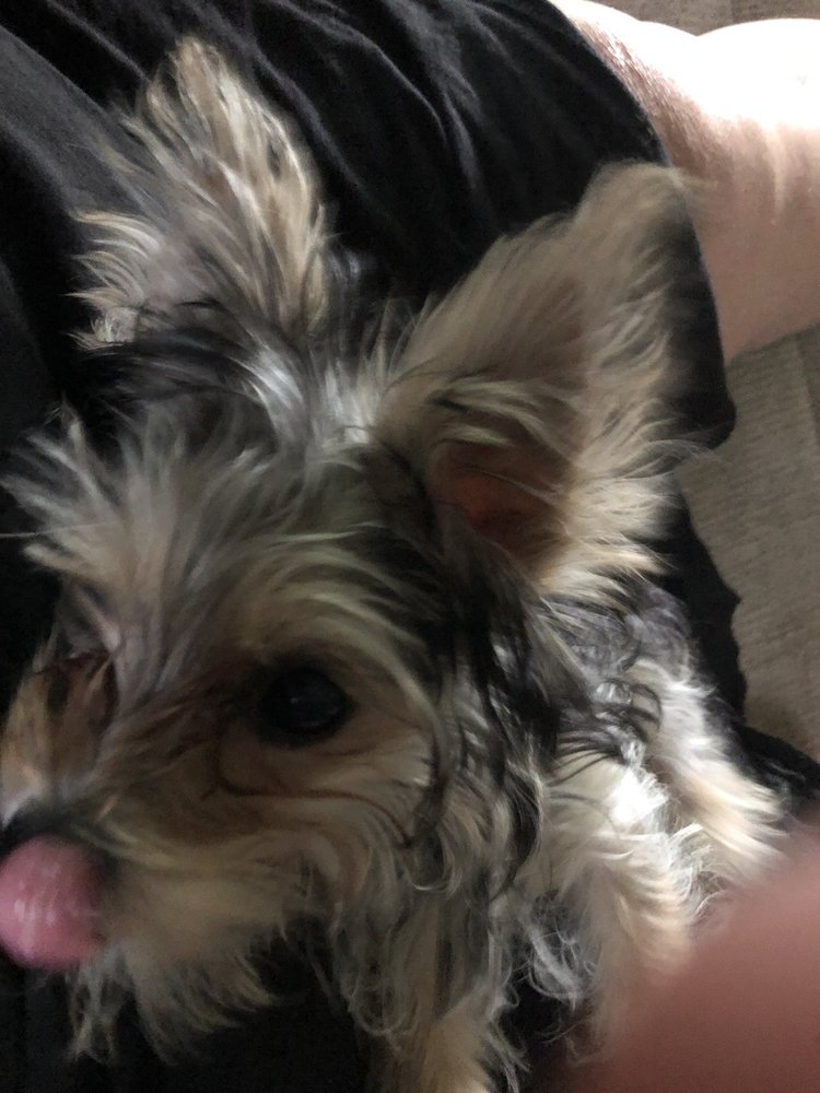 B & B DOG GROOMING Updated September 2024 4806 Farmington Rd