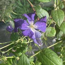 Elysium Fields Plant Nursery