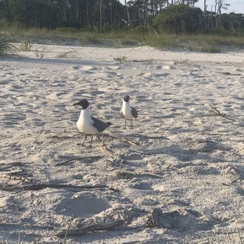 Dauphin Island Campground - Funny birds that were stalking me - RV Parks Near Me - Dauphin Island, Alabama