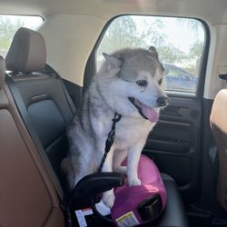 Seven Dogs Grooming & Boutique