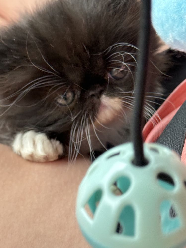 Persian Kittens - pet boarding facility in Denton, TX