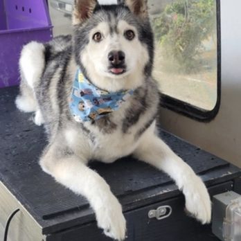 Mobile Pet Parlour - Pet Groomers Near Me Mobile Pet Parlour - Pet Groomers Near Me