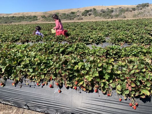 Swanton Berry Farm by null