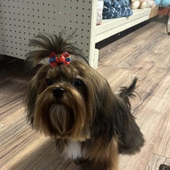 Candies Clips - One of my favorite customers! - Pet Groomers Near Me Candies Clips - One of my favorite customers! - Pet Groomers Near Me