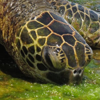 Laniakea Beach - Watching the turtle eat algae or seaweed. - Beaches Near Me - Haleiwa, Hawaii Laniakea Beach - Watching the turtle eat algae or seaweed. - Beaches Near Me - Haleiwa, Hawaii