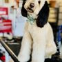 Photo of Doodle Dude Grooming