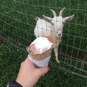 Custard Corral - a goat eating ice cream - Ice Cream & Frozen Yogurt Near Me - Millville, New Jersey Custard Corral - a goat eating ice cream - Ice Cream & Frozen Yogurt Near Me - Millville, New Jersey