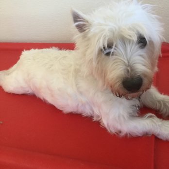 Day Hill Kennels - Love my red bed! - Pet Sitting Near Me - Windsor, Connecticut