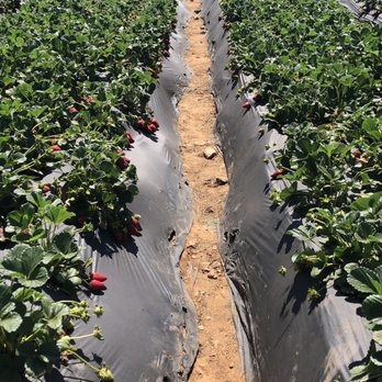 Kenny's Strawberry Farm - Fruits & Veggies Near Me - Fallbrook, California
