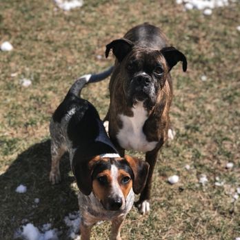 Last Hope Animal Rescue - Animal Shelters Near Me - Wantagh, New York