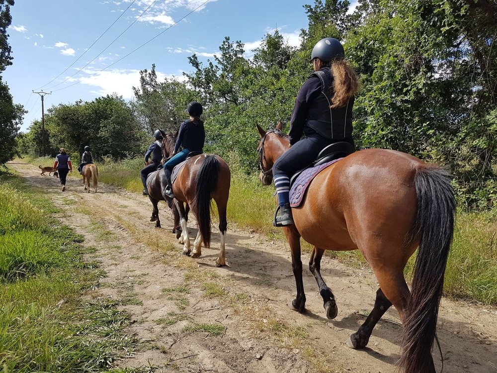 Legacy Horseback Riding - equestrian in Houston, TX