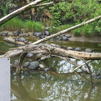 Parc de la Tête d'Or - turtles - Parks Near Me - Lyon, 69 Parc de la Tête d'Or - turtles - Parks Near Me - Lyon, 69