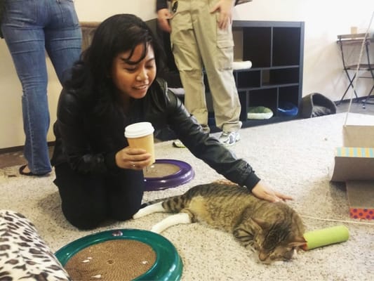 The Cat Cafe by null