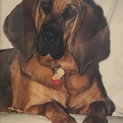 Dallas Dog Trainer