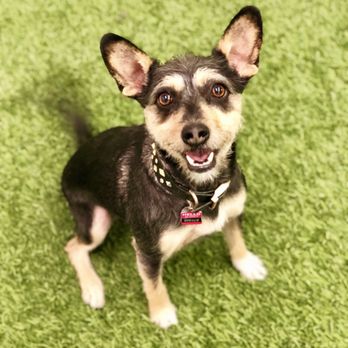 101 Pets Grooming - Pet Groomers Near Me - Walnut, California 101 Pets Grooming - Pet Groomers Near Me - Walnut, California