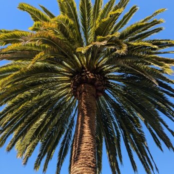 Vega's Tree Service - nicely groomed ~40 ft. palm tree - Tree Services Near Me - Brentwood, California Vega's Tree Service - nicely groomed ~40 ft. palm tree - Tree Services Near Me - Brentwood, California