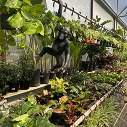 Desert Horizon Nursery - Indoor plant selections