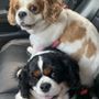 Photo of Noblesville Veterinary Clinic