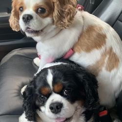 Noblesville Veterinary Clinic - Mia & Sophie
