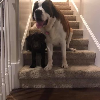 Puppy Avenue - Pet Adoption Near Me - Jacksonville, Florida
