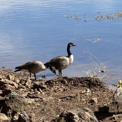 Duck, duck, nope...goose!