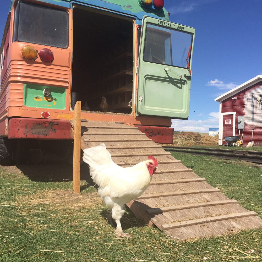 Terry Bison Ranch Resort - Resident chicken - Venues & Event Spaces Near Me - Cheyenne, Wyoming Terry Bison Ranch Resort - Resident chicken - Venues & Event Spaces Near Me - Cheyenne, Wyoming