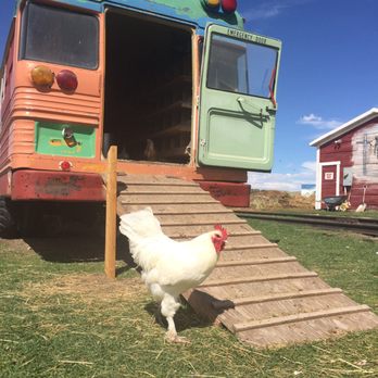 Terry Bison Ranch Resort - Resident chicken - Venues & Event Spaces Near Me - Cheyenne, Wyoming Terry Bison Ranch Resort - Resident chicken - Venues & Event Spaces Near Me - Cheyenne, Wyoming