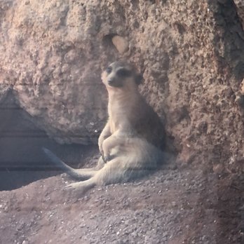 Brevard Zoo - Meerkat - Zoos Near Me - Melbourne, Florida Brevard Zoo - Meerkat - Zoos Near Me - Melbourne, Florida