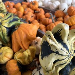 Red Wagon Farm - Pumpkins and Gourds