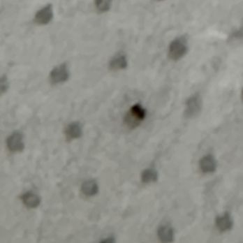 Riptide Oceanfront Hotel & Tiki Bar - Weird flecks of dirt found on the permanent mattress cover (not bedbugs) - Hotels Near Me - Hollywood, Florida Riptide Oceanfront Hotel & Tiki Bar - Weird flecks of dirt found on the permanent mattress cover (not bedbugs) - Hotels Near Me - Hollywood, Florida