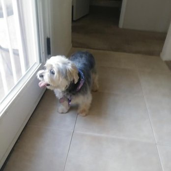 Meadows Pet Care - Pet Groomers Near Me - San Marcos, California Meadows Pet Care - Pet Groomers Near Me - San Marcos, California