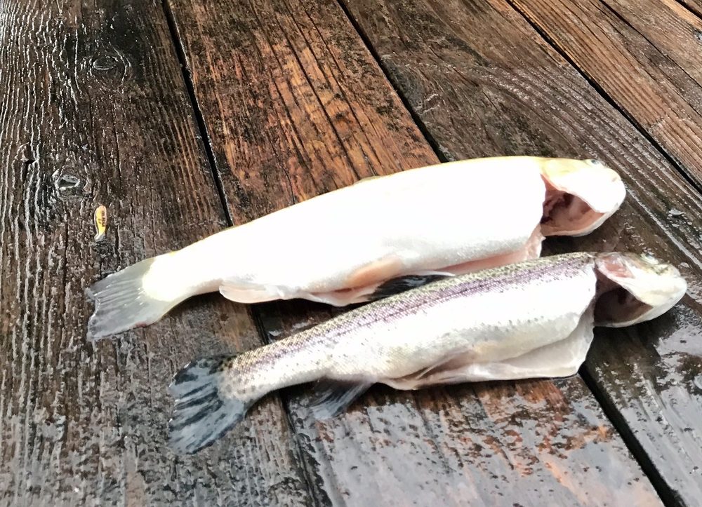 SEEPING SPRINGS TROUT LAKES AND RV PARK Updated July 2024 53 Photos