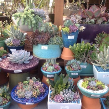 California Cactus Center - Nurseries & Gardening Near Me - Pasadena, California California Cactus Center - Nurseries & Gardening Near Me - Pasadena, California