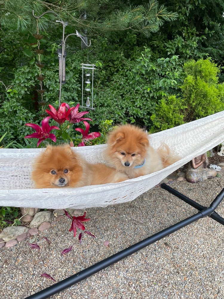 Gentle Paws Image