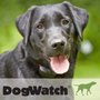 Photo of DogWatch by Acree Landscaping
