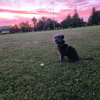 Dogtopia - Pet Boarding Near Me - Davis, California Dogtopia - Pet Boarding Near Me - Davis, California