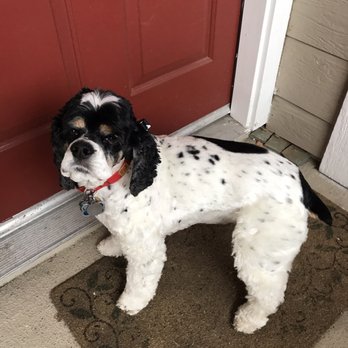 Hands To Paws - Pet Groomers Near Me - Reno, Nevada